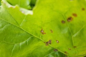 Cómo identificar la cercospora en remolacha para evitar resistencias