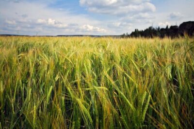 La cosecha de cereales cae un 31% en Andalucía
