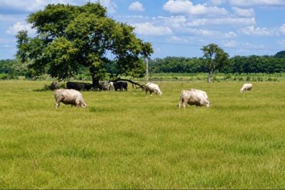 Patrones microbianos del rumen, clave para seleccionar a las vacas más sostenibles y eficientes