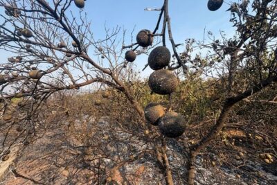 La Unió reclama un plan extraordinario tras el incendio de la Serra d’Espadà