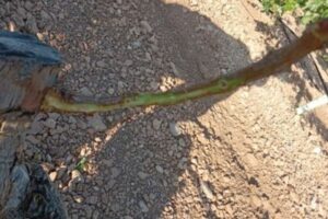 ASAJA Ciudad Real exige que las ayudas para mallas conejeras sean retroactivas
