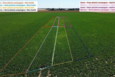 Drones contra la amarillez de la remolacha: Francia afina el diagnóstico