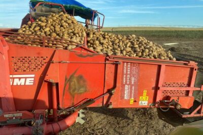 Arranca la campaña de la patata en Castilla y León