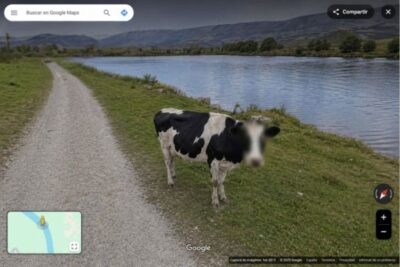 Google protege la privacidad de las vacas (sin querer)