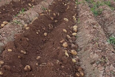 La campaña de cebolla y patata deja 18 M€ de pérdidas en la huerta valenciana