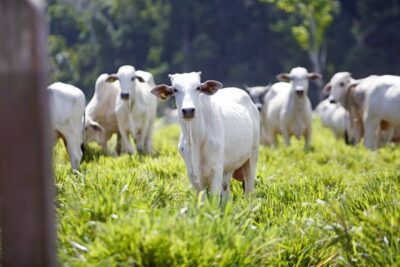 ASAJA planta cara a la carne brasileña