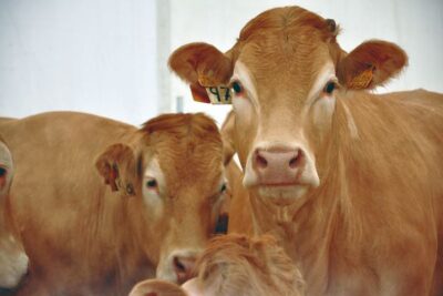 Los propios datos del Gobierno Vasco desmienten la estabilidad de Eusko Label