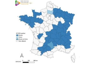 El virus Shamonda-Europe se extiende por Francia y ya ha llegado a España