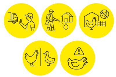 Cinco recomendaciones de la EFSA para blindar tu granja frente a la influenza aviar