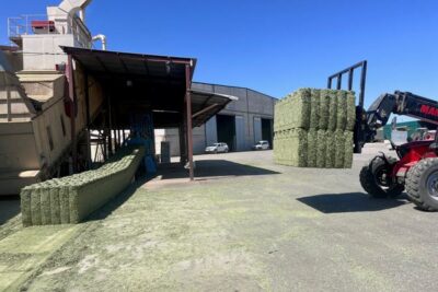 La producción de alfalfa deshidratada caerá un 4% en la próxima campaña