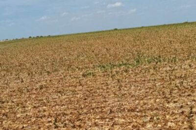 La producción francesa de remolacha azucarera caerá más de un 20% por la sequía y la canicula