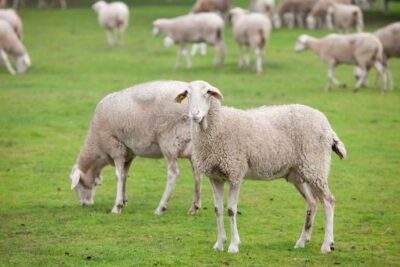 Andalucía flexibiiza la alimentación del ganado ecológico por el incendio de Niebla