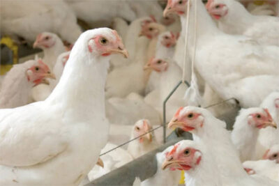 La defensa de dentro hacia fuera: cómo gestionar la celulitis en pollos de engorde