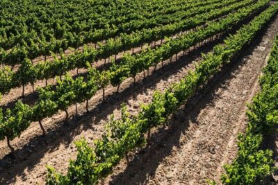La FCAC alerta de una situación límite en el vino catalán y pide arrancar 2.000 ha de viña al año