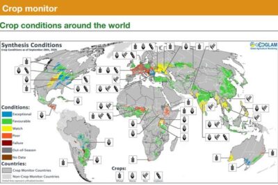 El Niño llega con la mayor intensidad de los últimos 70 años y añade incertidumbre a la producción mundial de grano