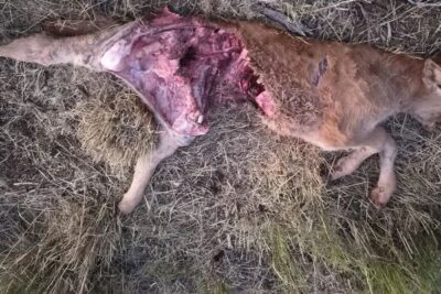 Ganaderos de Ávila reclaman que las desapariciones también cuenten como ataques de lobo