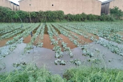 Unió de Pagesos pide un peritaje rápido de los daños de las lluvias en el campo catalán