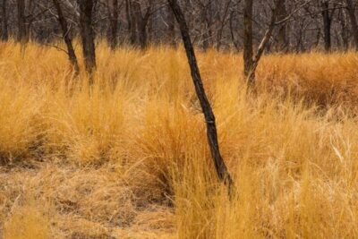 ASAJA de Castilla y León pide a Medio Ambiente flexibilizar las quemas controladas de pastos